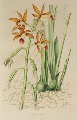 1684
<br/>
Flora Javae et insularum adjacentium, nova series.
<br/>
<em></em>